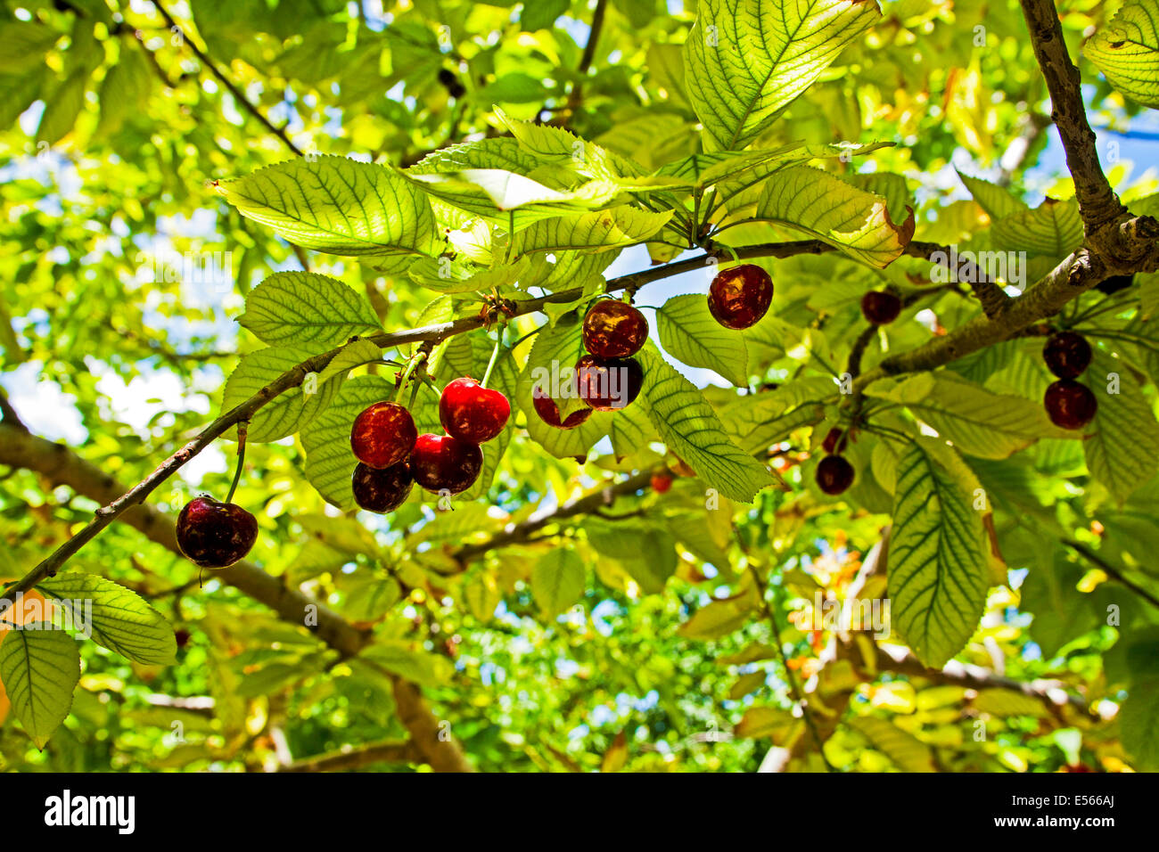 A Cherry Orchard High Resolution Stock Photography and Images - Alamy