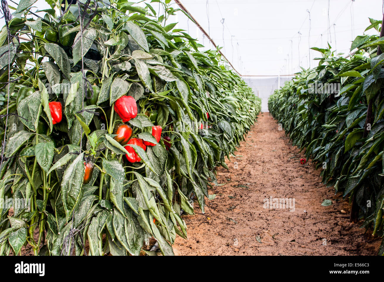 Bell pepper farm. Peppers are cultivated insdie a hothouse to keep them moist and cool. Photographed in Israel Stock Photo