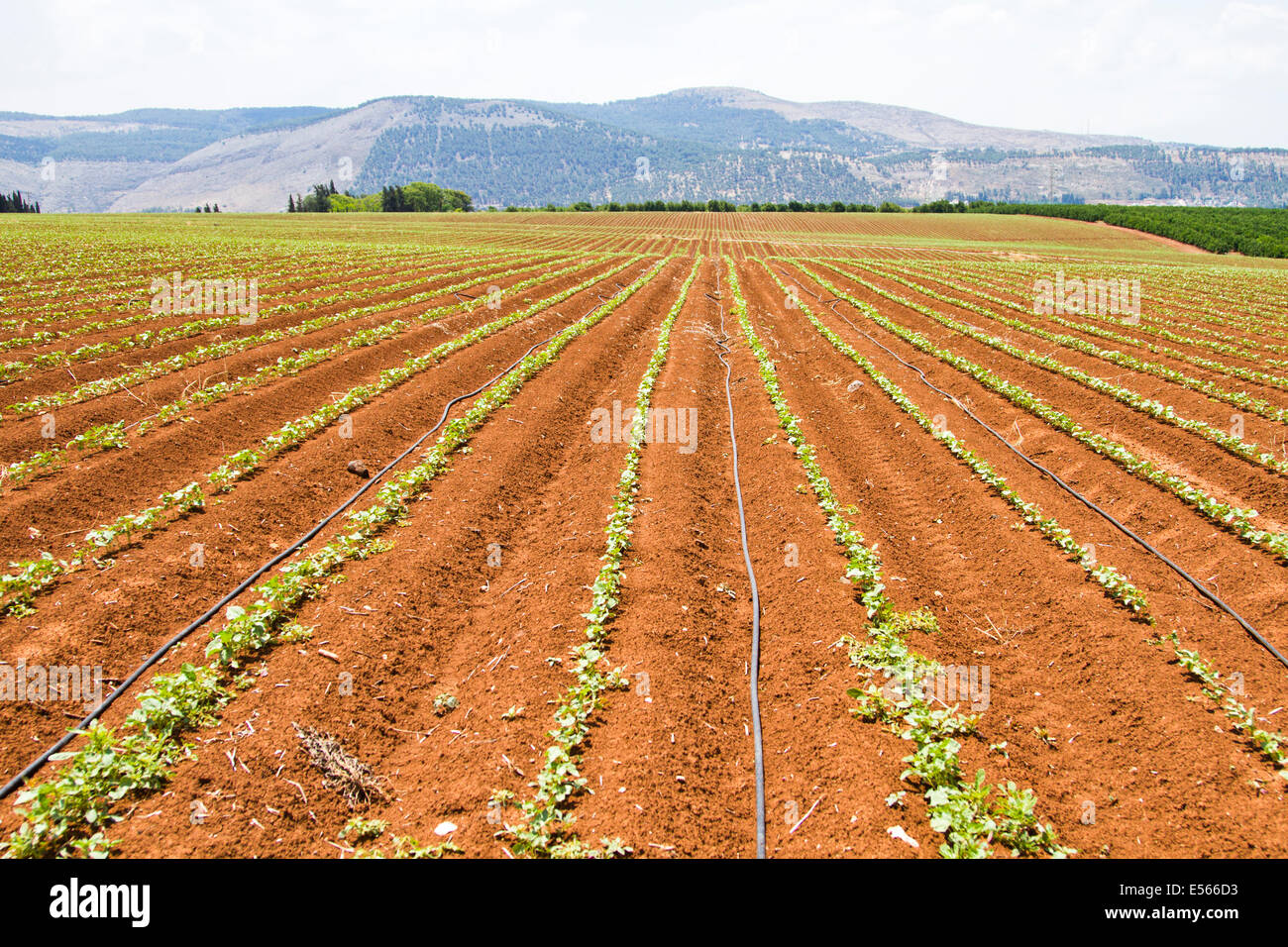 Crops grow Agricultural field Stock Photo