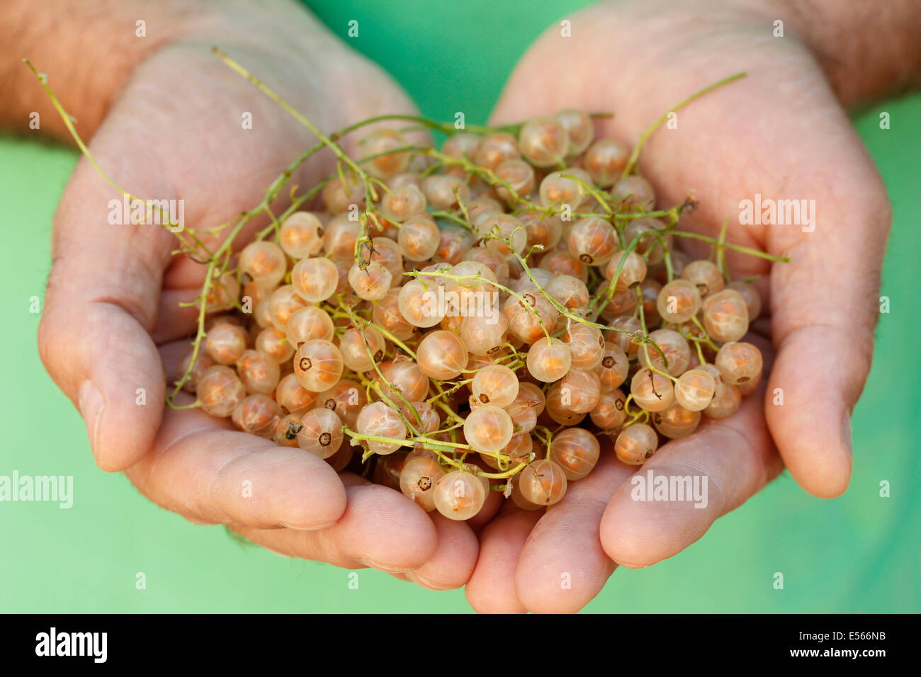 White currants. Ribes rubrum white. Stock Photo