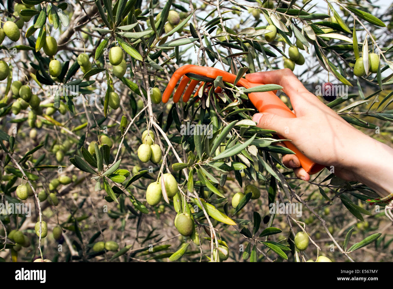 Picking Olives close up. Photographed in Israel Stock Photo