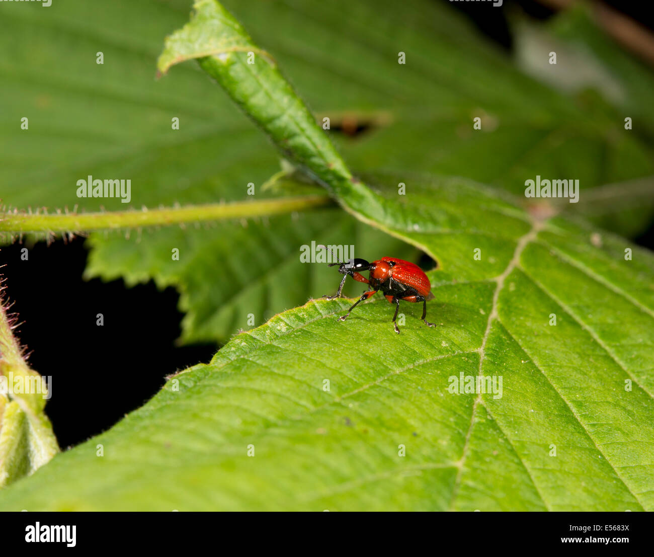 Red beetle Hazel Leaf-roller Apoderus coryli on Hazel leaf Stock Photo