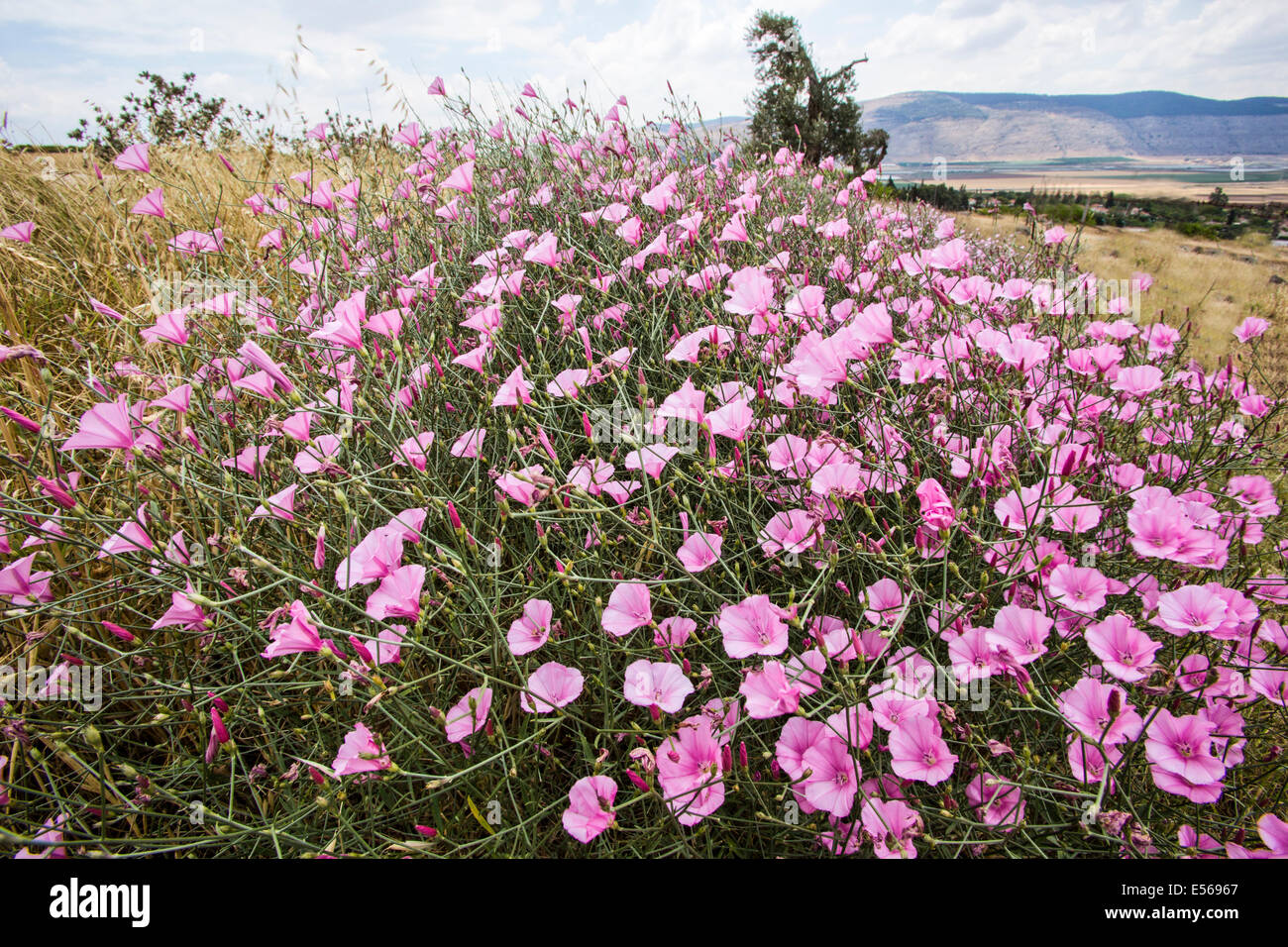 Splendid Bindweed (Convolvulus dorycnium) Photographed in Israel in May Stock Photo