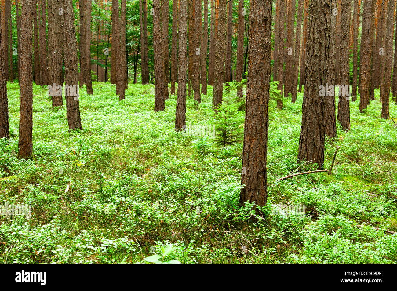 Fresh green forest Stock Photo