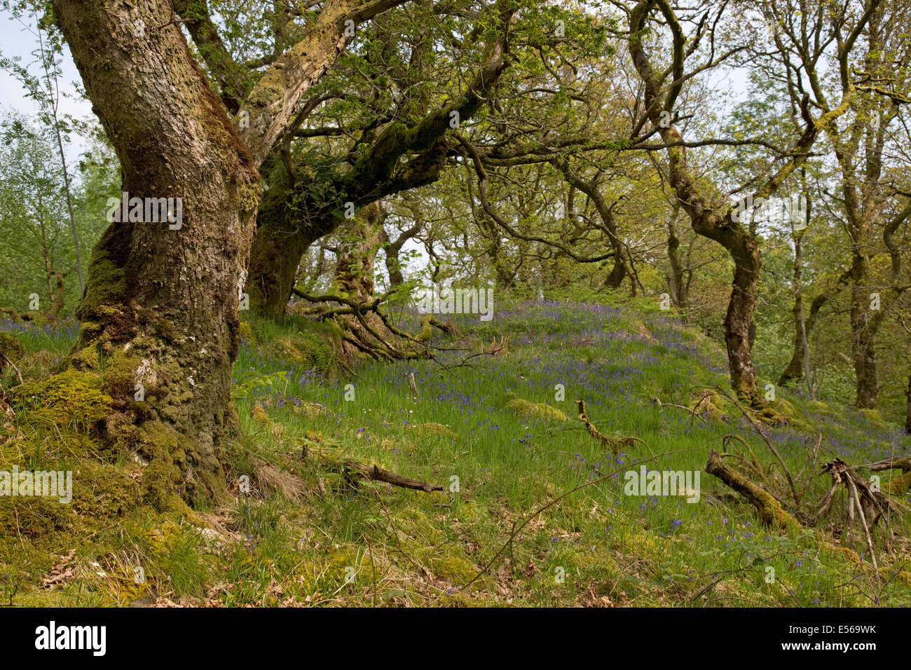 Ancient oak woodland with bluebells Glen Finglas woodland formerly