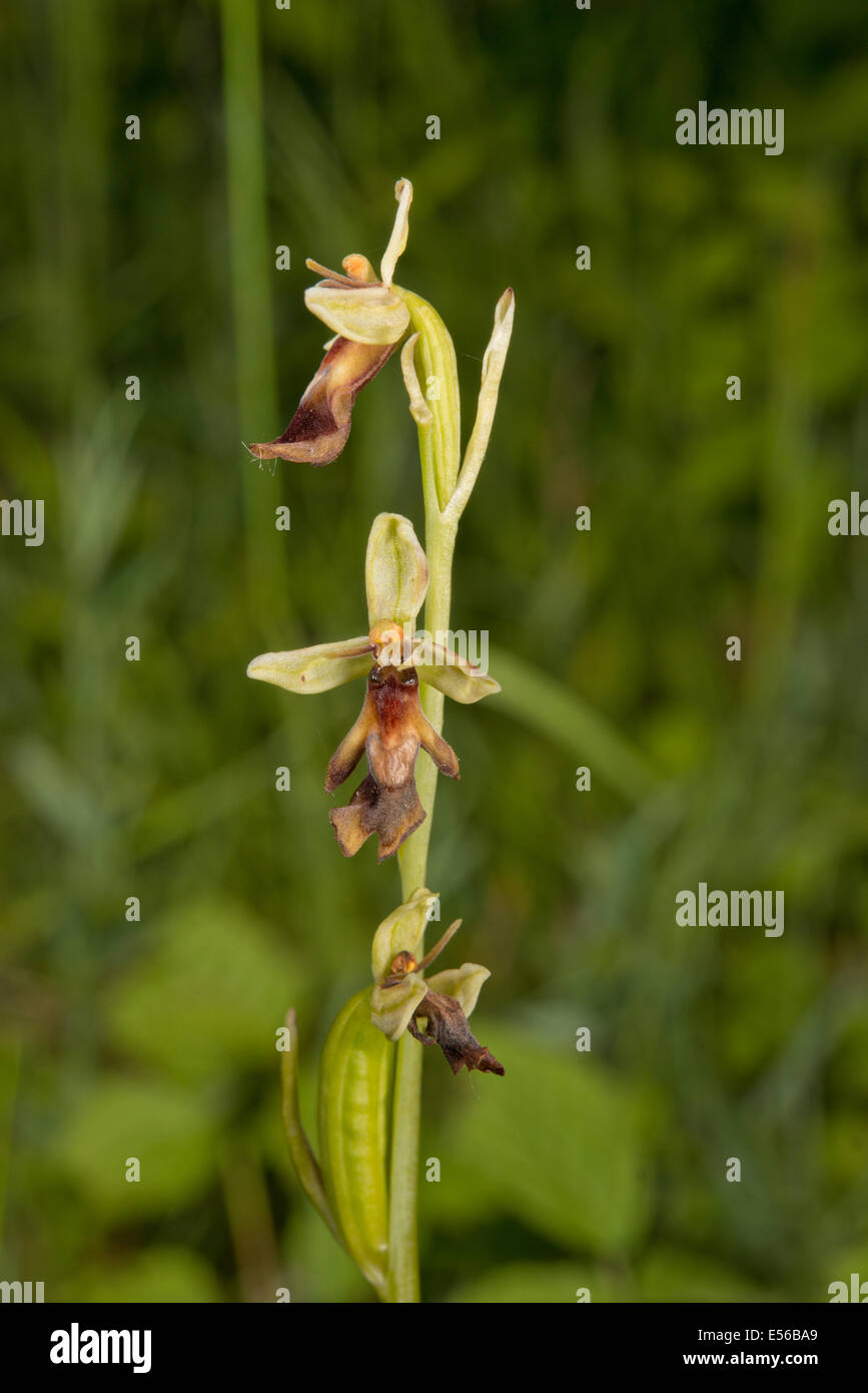 Fly orchid Ophrys insectifera in flower in Buckinghamshire UK Stock Photo