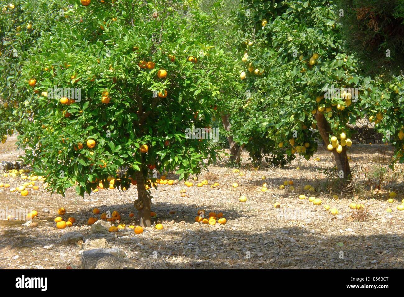 Orange and Lemon Trees Stock Photo