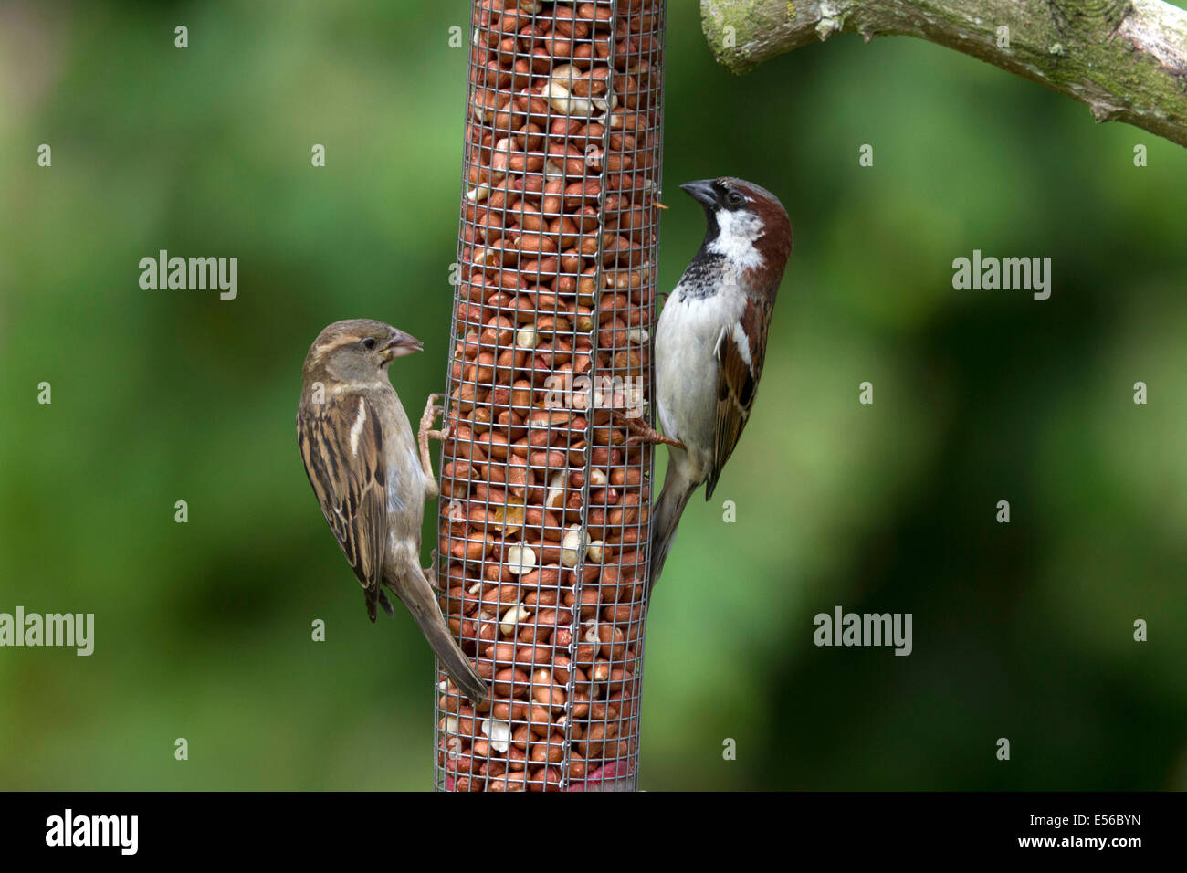 Male and Female House Sparrow on peanut feeder Stock Photo