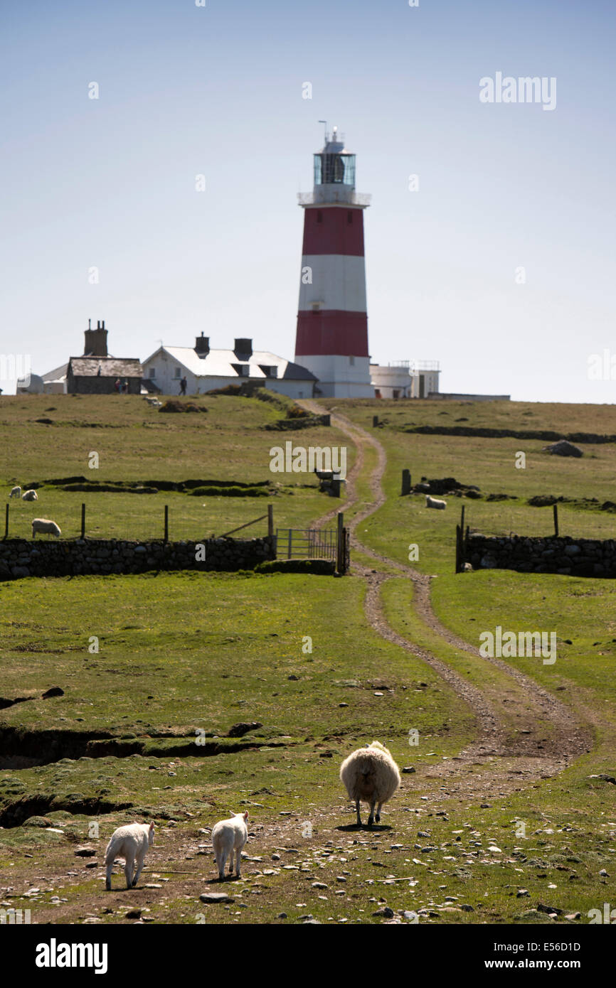 UK, Wales, Gwynedd, Lleyn peninsula, Bardsey Island, sheep and lambs walking towards lighthouse Stock Photo