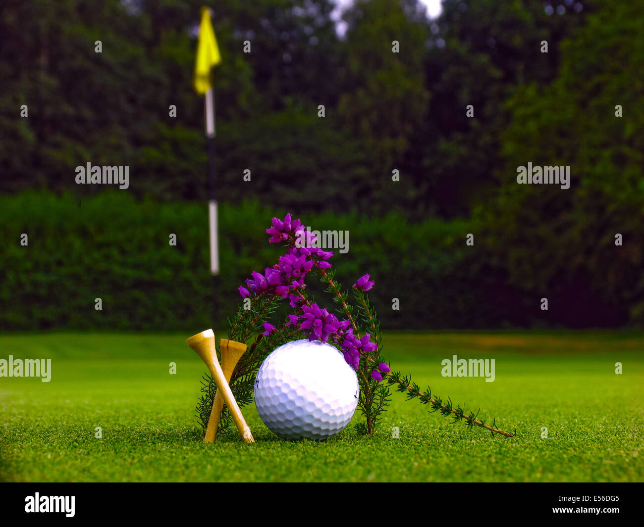 Graphic shot of golf hazards (heather) and equipment tees ball flag Stock Photo Alamy
