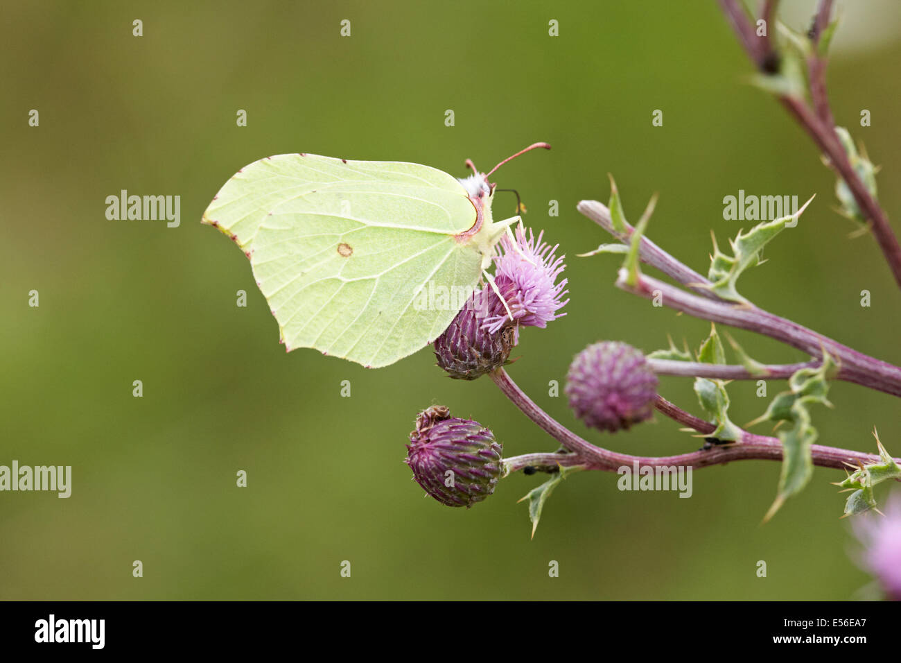 Brimstone butterfly, Gonepteryx rhamni, on thistle flowers at les monts d'eraines near Falaise, Normandy, France in July Stock Photo