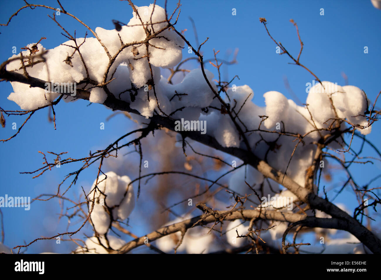 snow in tree branches blue sky Stock Photo