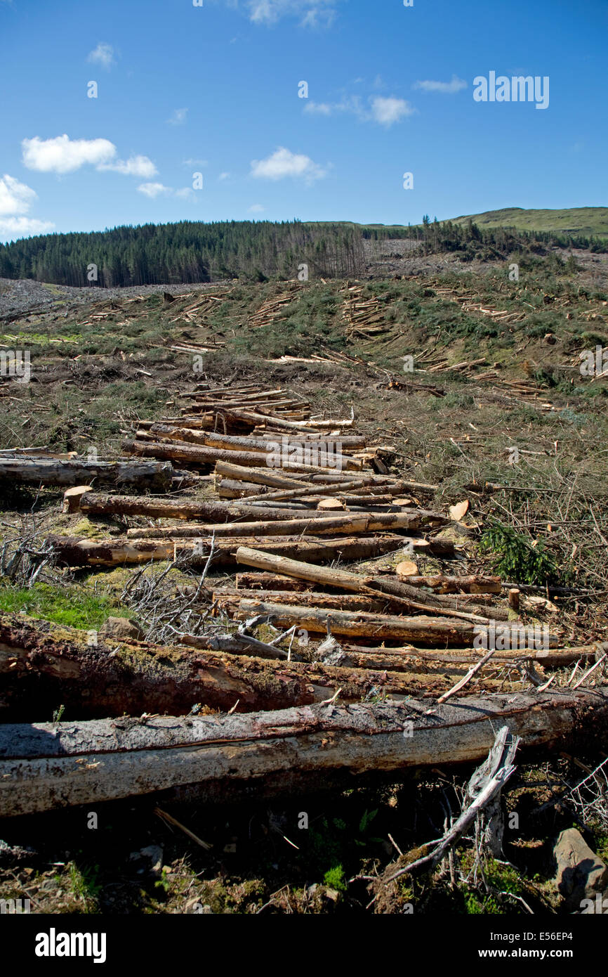 Harvesting trees hires stock photography and images Alamy