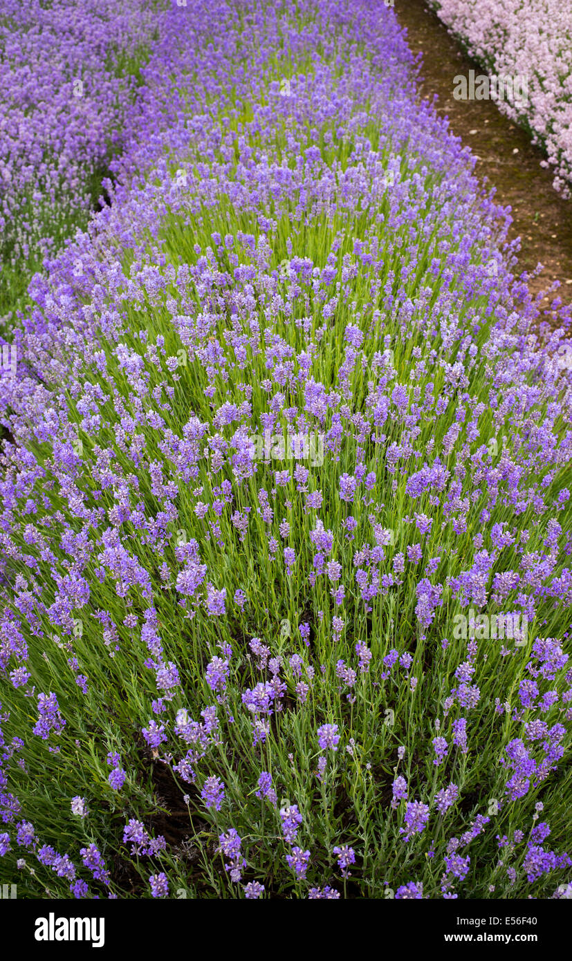 Lavandula Angustifolia. Lavender ‘dwarf blue' at Snowshill farm Gloucestershire England Stock Photo