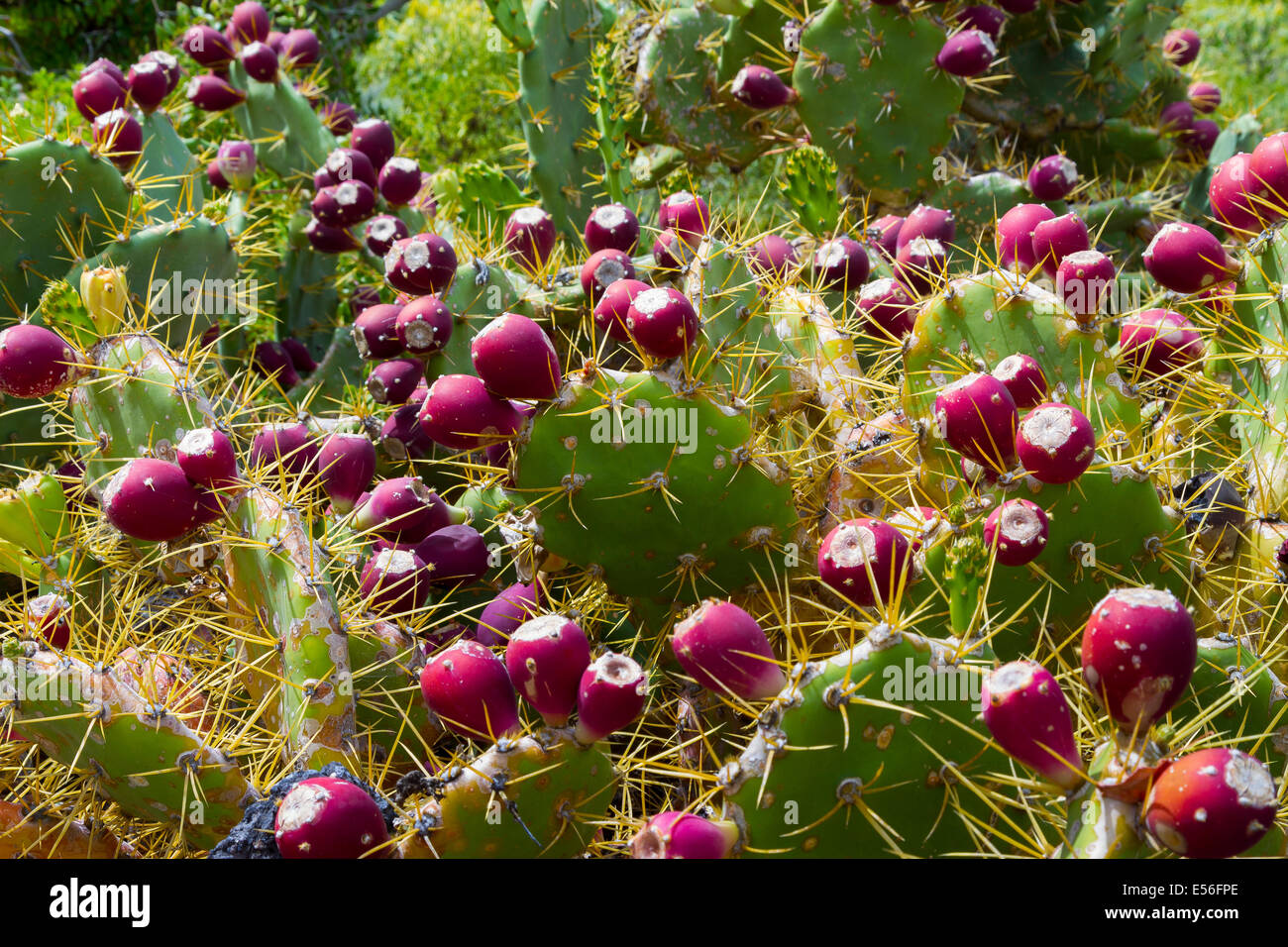 Indian Fig Opuntia