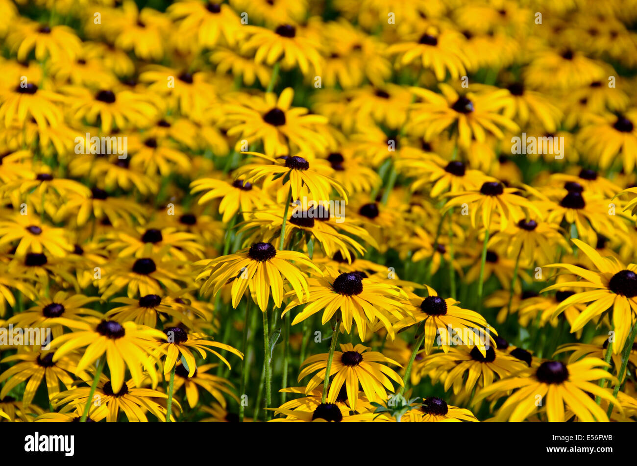 Group of yellow Rudbeckia - Germany Brandenburg Potsdam Stock Photo