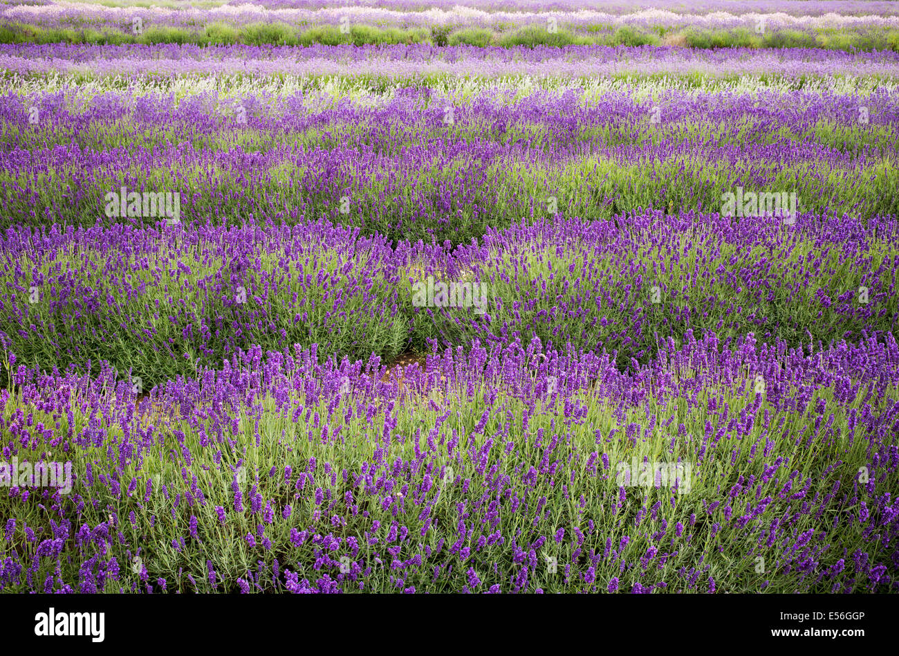 Rows of lavender at Snowshill farm Gloucestershire England Stock Photo