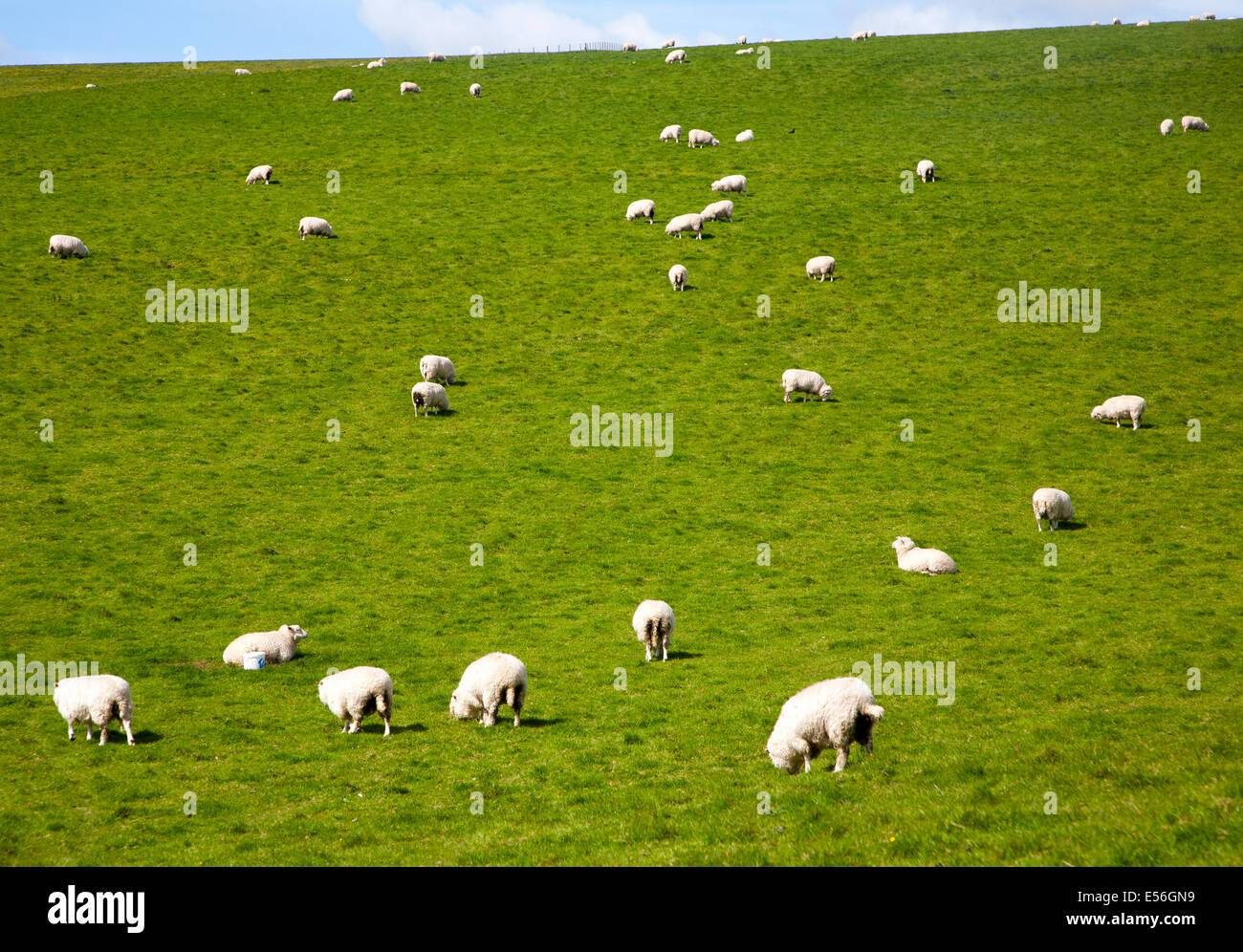 Flock of sheep grazing on calcareous grassland of chalk downland on Milk Hill, the Marlborough Downs, Wiltshire, England Stock Photo