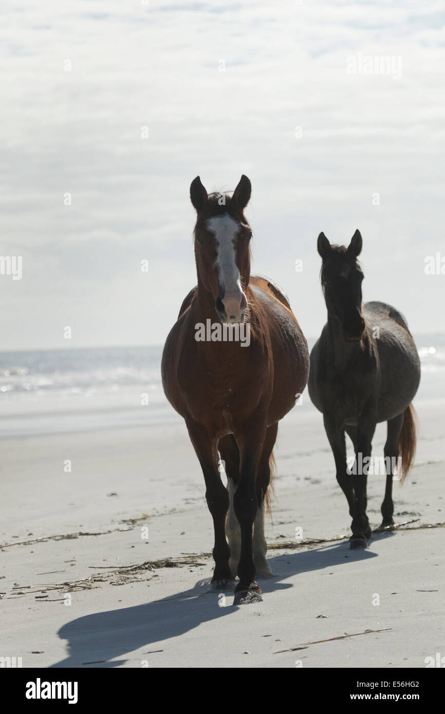 Cumberland island wild horses USA American Stock Photo Alamy