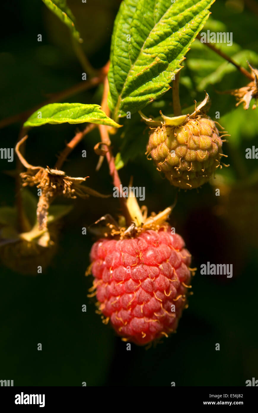 Upick raspberry, Greens Bridge Gardens, Linn County, Oregon Stock