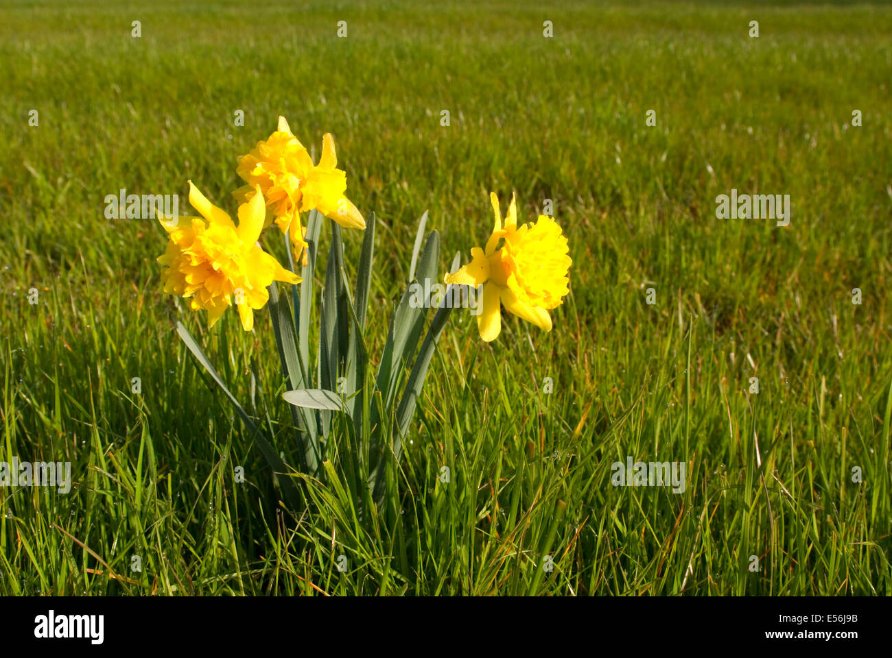 Daffodil in farm field, Benton County, Oregon Stock Photo Alamy
