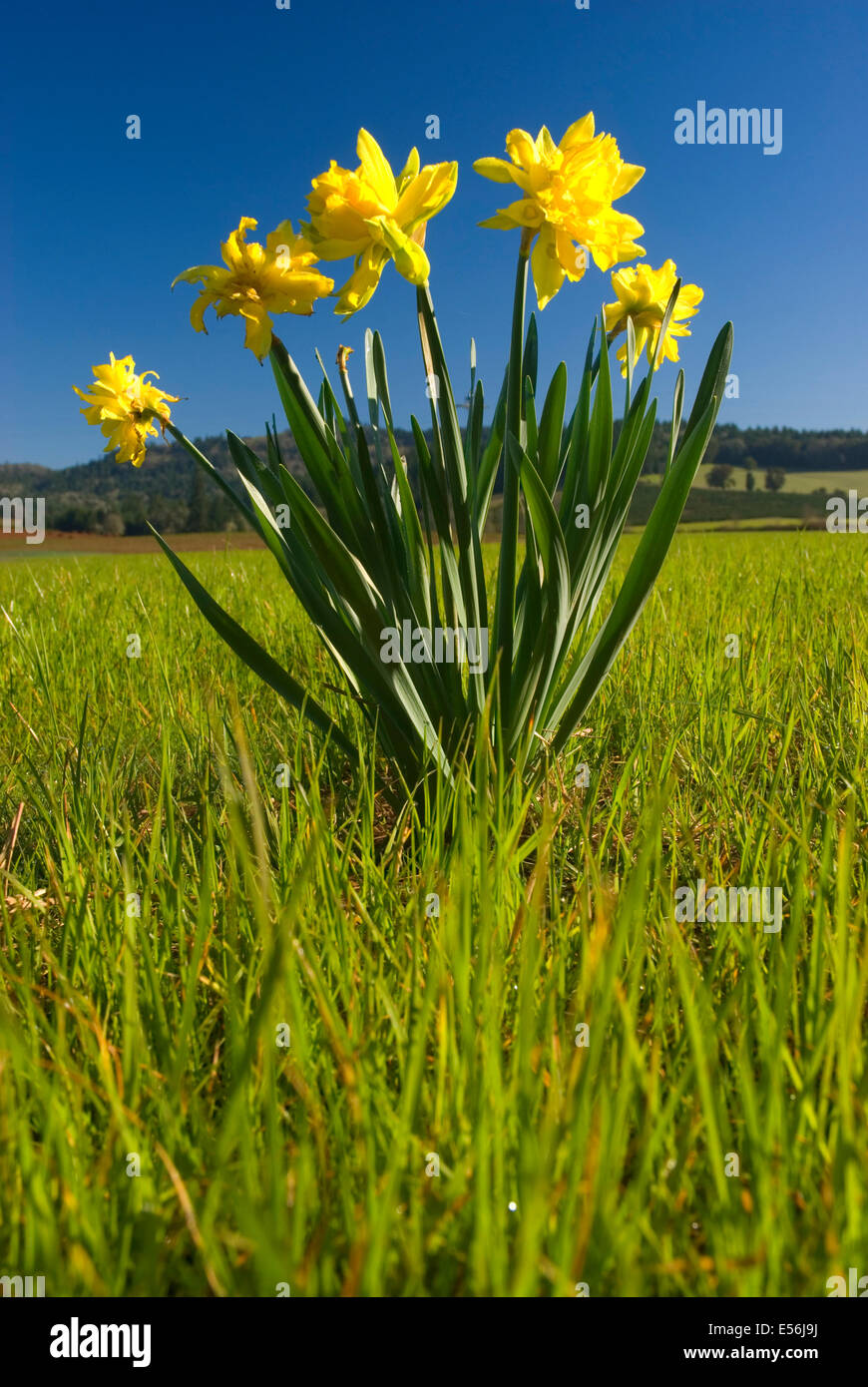Daffodil in farm field, Benton County, Oregon Stock Photo Alamy