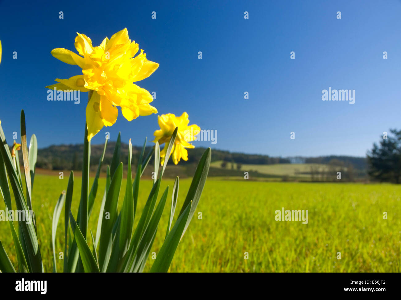 Daffodil in farm field, Benton County, Oregon Stock Photo Alamy