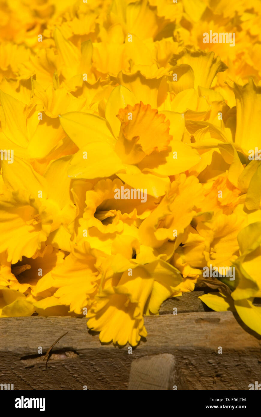 Daffodil display, Daffodil Drive Festival, Junction City, Oregon Stock