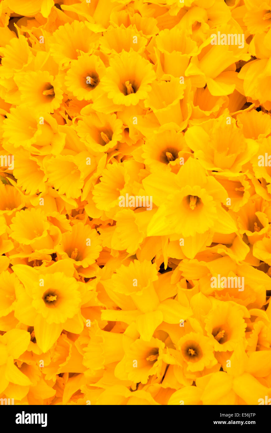 Daffodil display, Daffodil Drive Festival, Junction City, Oregon Stock