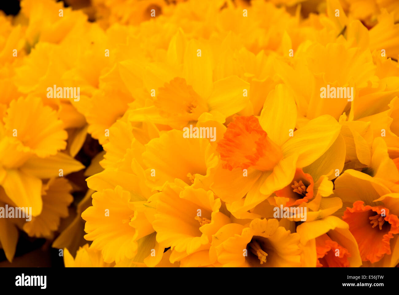 Daffodil display, Daffodil Drive Festival, Junction City, Oregon Stock