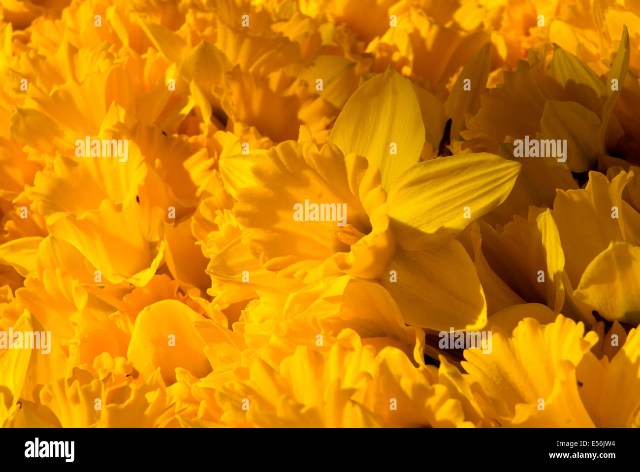 Daffodil display, Daffodil Drive Festival, Junction City, Oregon Stock