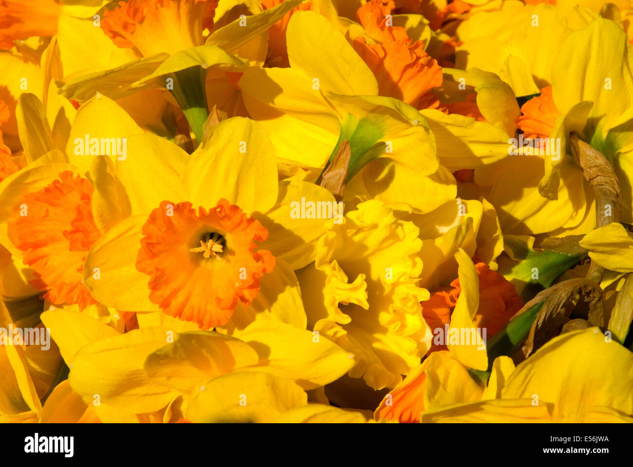 Daffodil display, Daffodil Drive Festival, Junction City, Oregon Stock