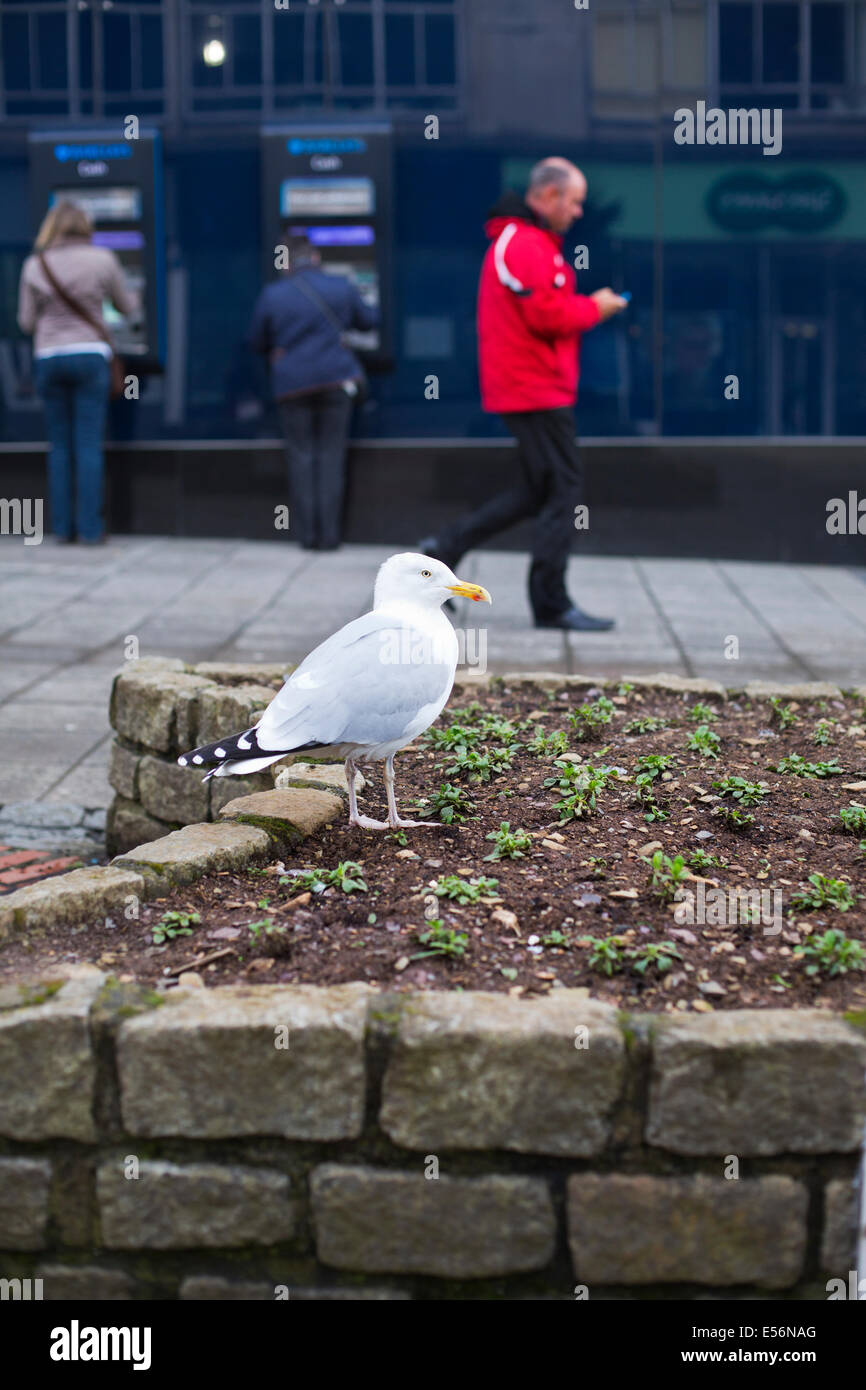 Plymouth street hires stock photography and images Alamy