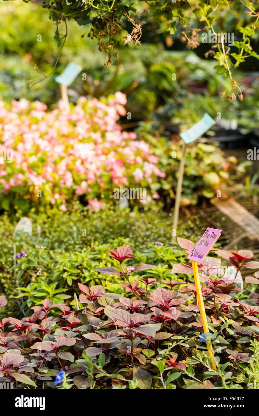Plants for sale at the small local nursery Stock Photo Alamy
