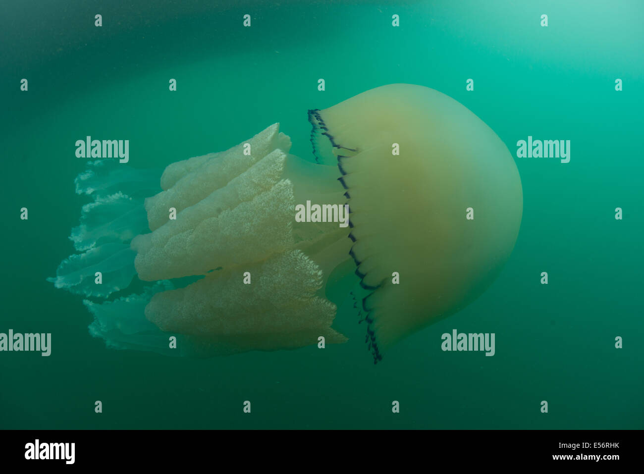 Barrel jellyfish, Rhizostoma pulmo Jellyfish swimming in Worbarrow Bay, jsut off the Dorset coast, Stock Photo