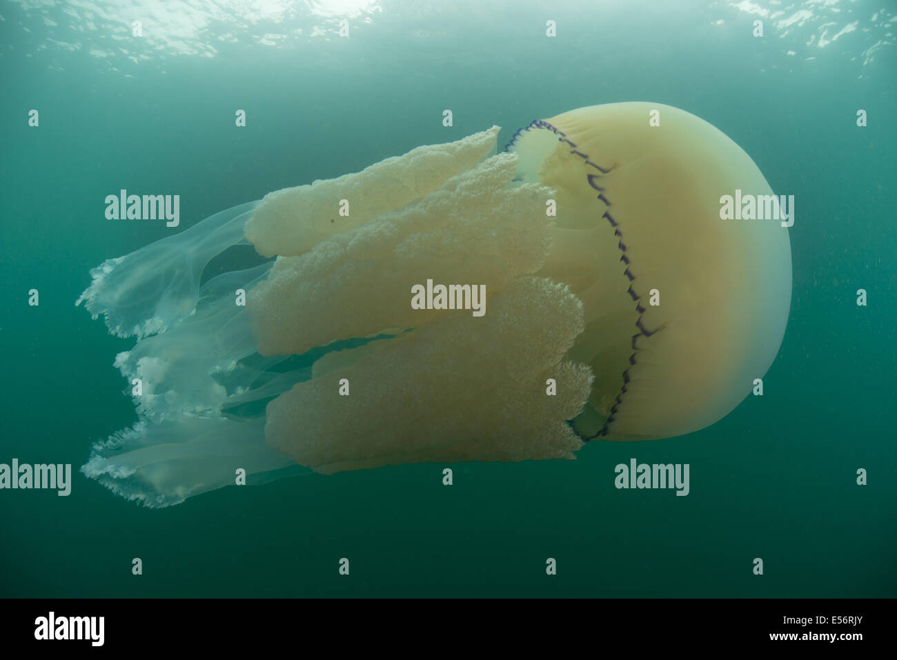 Barrel jellyfish, Rhizostoma pulmo, jellyfish swims off the Dorset coast Stock Photo