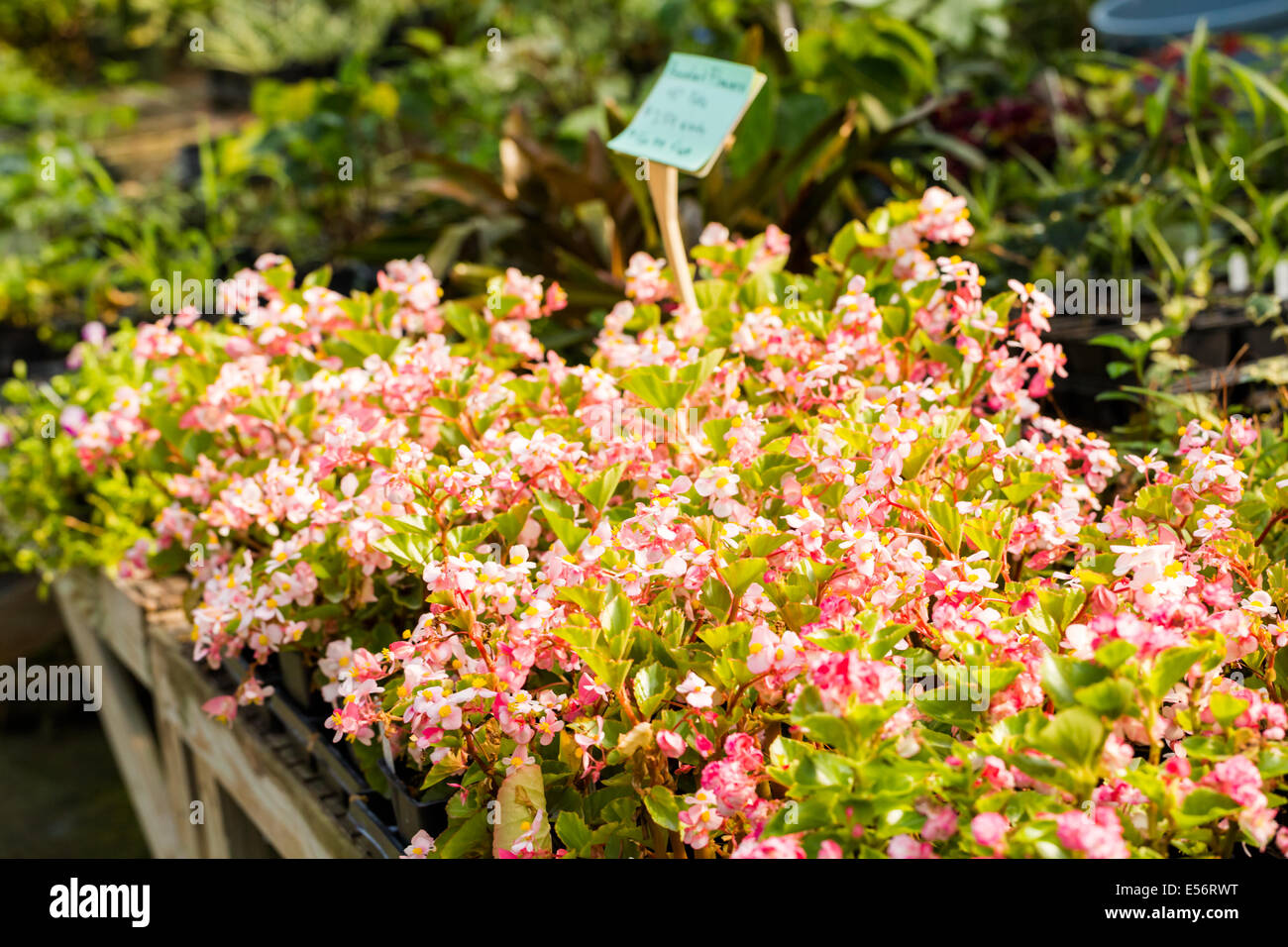 Plants for sale at the small local nursery Stock Photo Alamy