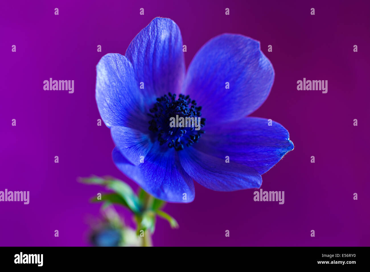 Blue flower purple background Stock Photo
