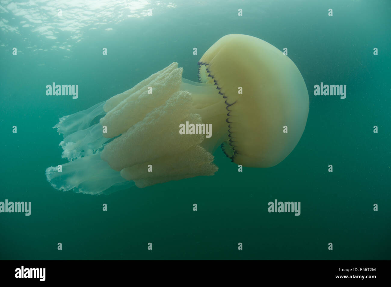 Barrel jellyfish, Rhizostoma pulmo, Jellyfish seen swimming in Worbarrow bay, july 2014,jellyfish Stock Photo