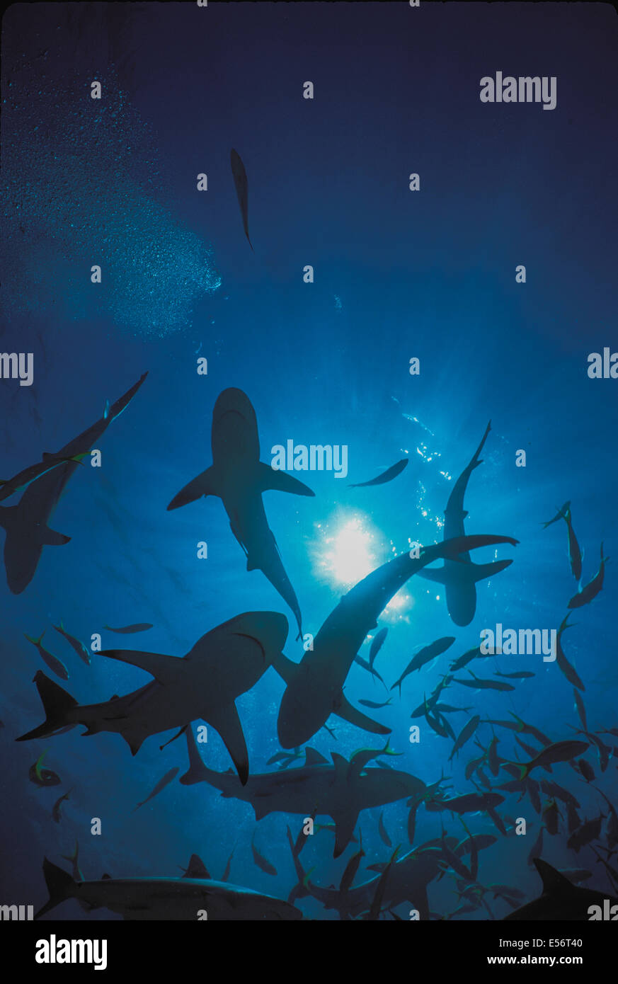 Blacktip Reef Sharks (Carcharhinus melanopterus) schooling near ocean surface, Bahamas - Caribbean Sea. Stock Photo