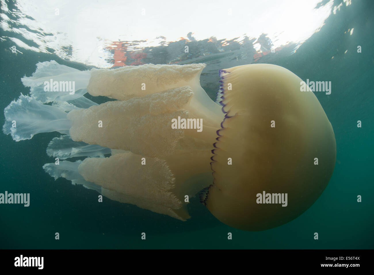 Barrel jellyfish, Rhizostoma pulmo swimming underneath a dive boat, Dorset Stock Photo