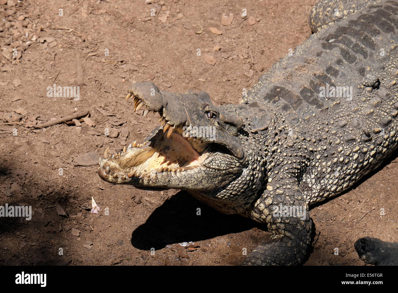 A Cuban crocodile (Crocodylus rhombifer) at the Criadero de Cocodrilos on the Zapata Peninsula, Cuba. Stock Photo