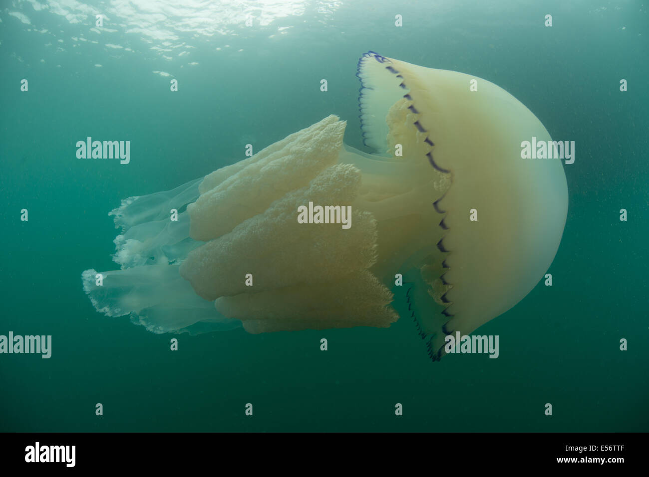 Barrel jellyfish, Rhizostoma pulmo, Worbarrow Bay, Dorset Stock Photo