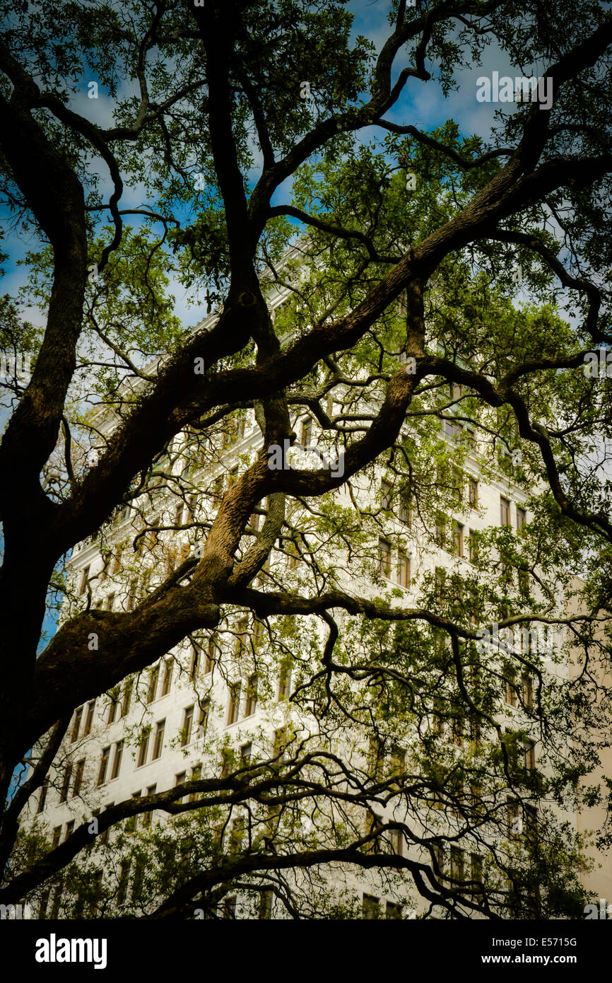 A NeoClassic and 3rd tallest building in Savannah, the Savannah Bank & Trust, is visible