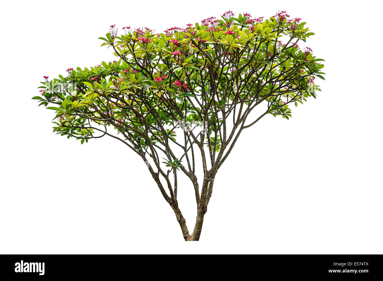 Plumeria flowers tree isolated on white background Stock Photo - Alamy