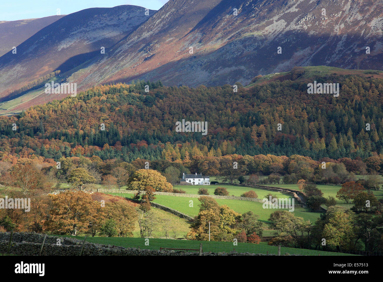 Autumn colours at National Trust woodland at Lanthwaite in the English Lake District with Grasmoor and Whiteside behind Stock Photo