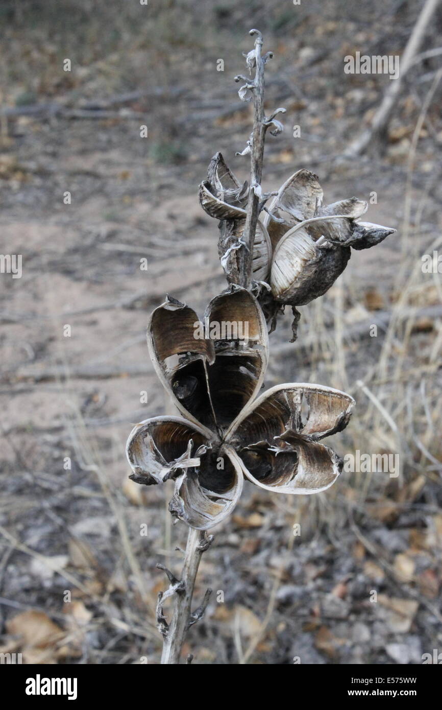 Yucca Flower Chama River New Mexico Stock Photo