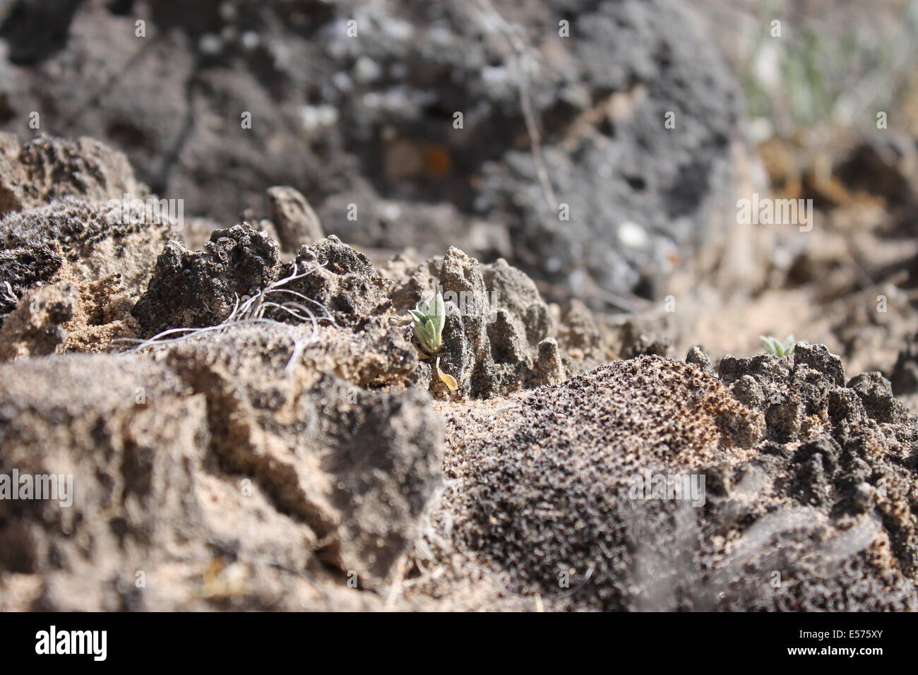 A plant grows out of cryptobiotic crust in New Mexico Stock Photo