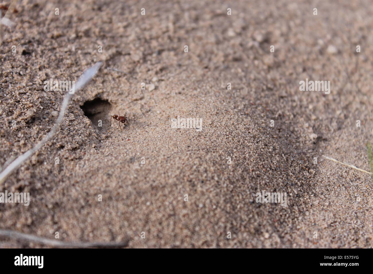 Anthill Insect Ant on an Anthill Stock Photo - Alamy