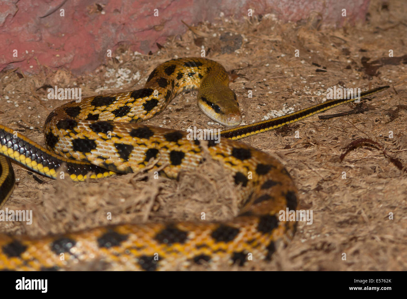 yellow snake with black spots which is terariume Stock Photo Alamy